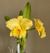 Blc. Delta King Tangerglow..